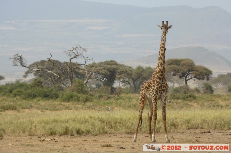 Amboseli National Park - Masai Giraffe
Mots-clés: Amboseli geo:lat=-2.70241178 geo:lon=37.30875534 geotagged KEN Kenya Rift Valley animals Giraffe Masai Giraffe Arbres