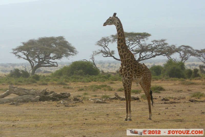 Amboseli National Park - Masai Giraffe
Mots-clés: Amboseli geo:lat=-2.70219133 geo:lon=37.30823164 geotagged KEN Kenya Rift Valley animals Giraffe Masai Giraffe Arbres