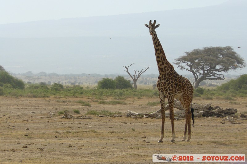 Amboseli National Park - Masai Giraffe
Mots-clés: Amboseli geo:lat=-2.70218156 geo:lon=37.30820422 geotagged KEN Kenya Rift Valley animals Giraffe Masai Giraffe Arbres