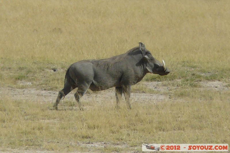 Amboseli National Park - Warthog
Mots-clés: Amboseli geo:lat=-2.69113751 geo:lon=37.28723463 geotagged KEN Kenya Rift Valley animals Phacochere