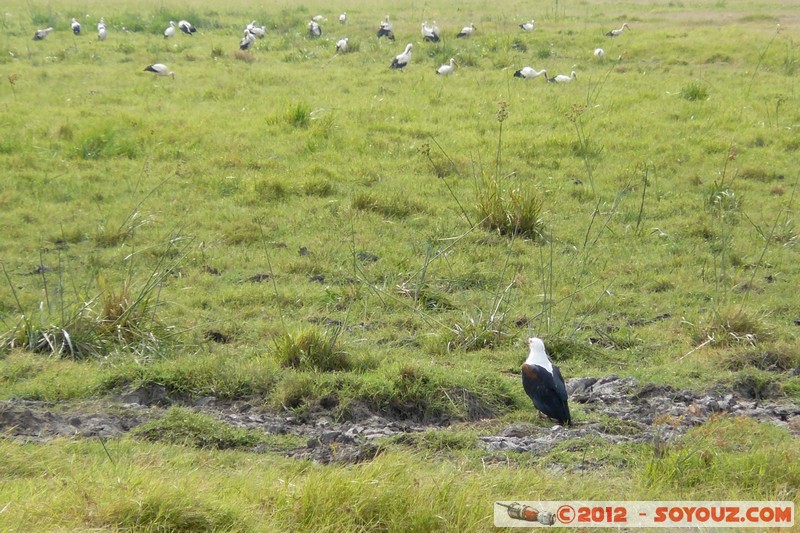 Amboseli National Park - Eagle
Mots-clés: Amboseli geo:lat=-2.65122973 geo:lon=37.27575065 geotagged KEN Kenya Rift Valley animals oiseau Aigle