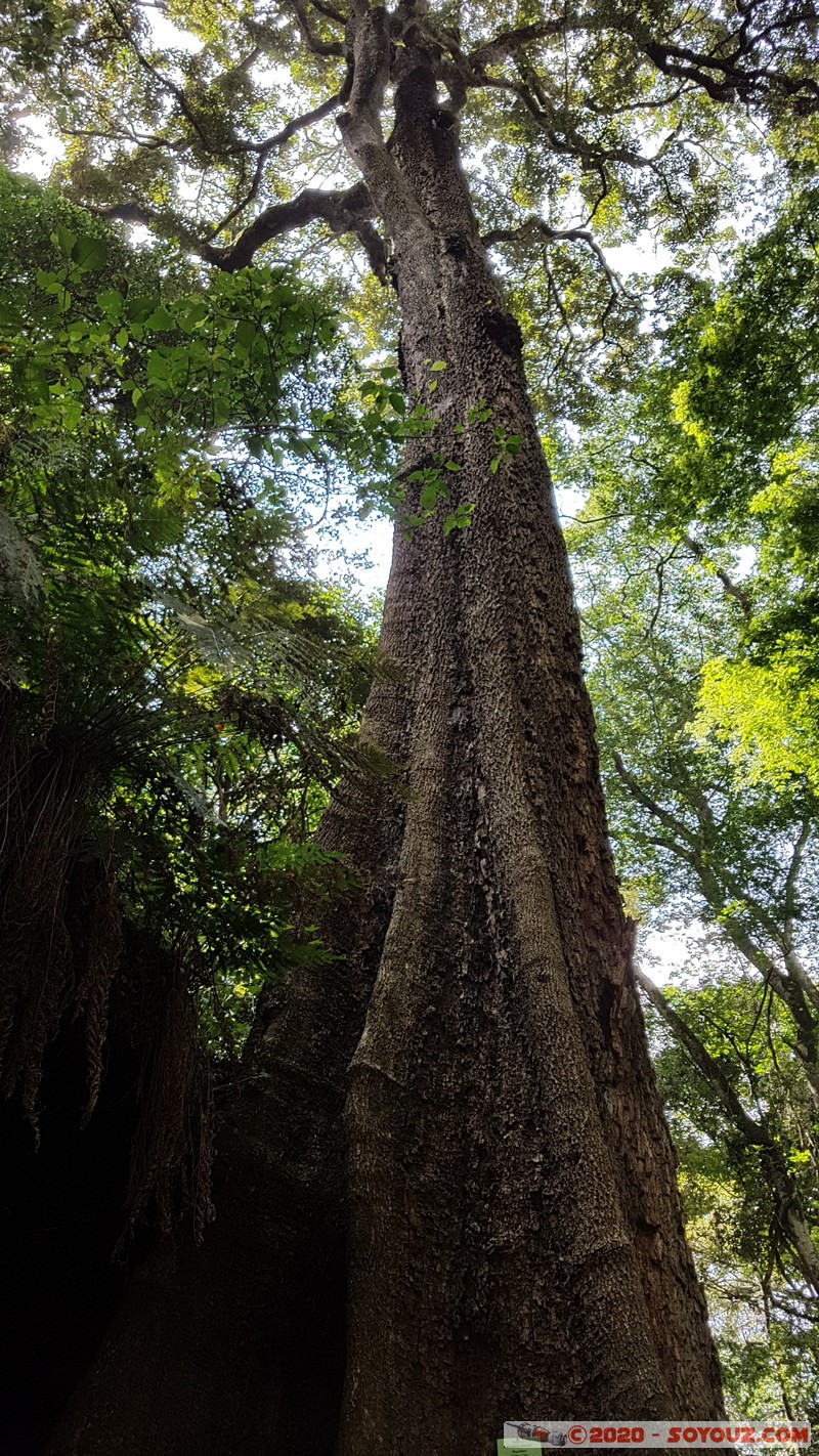 Nairobi - Karura Forest
Mots-clés: KEN Kenya Nairobi Area New Runda Nairobi Karura Forest Arbres