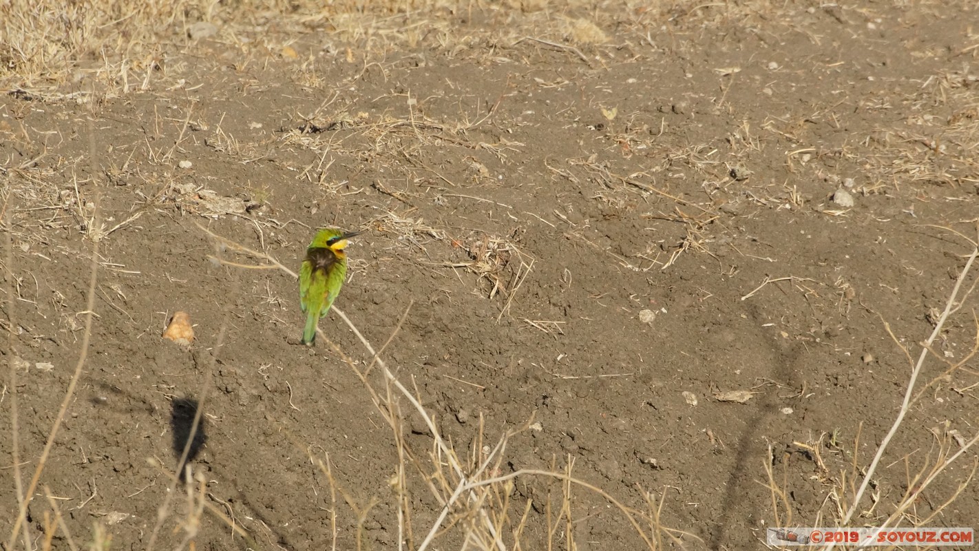 Swara Plains - Little Bee-Eater
Mots-clés: KEN Kenplains Kenya Machakos Swara Plains Wildlife Conservancy Little Bee-Eater animals oiseau