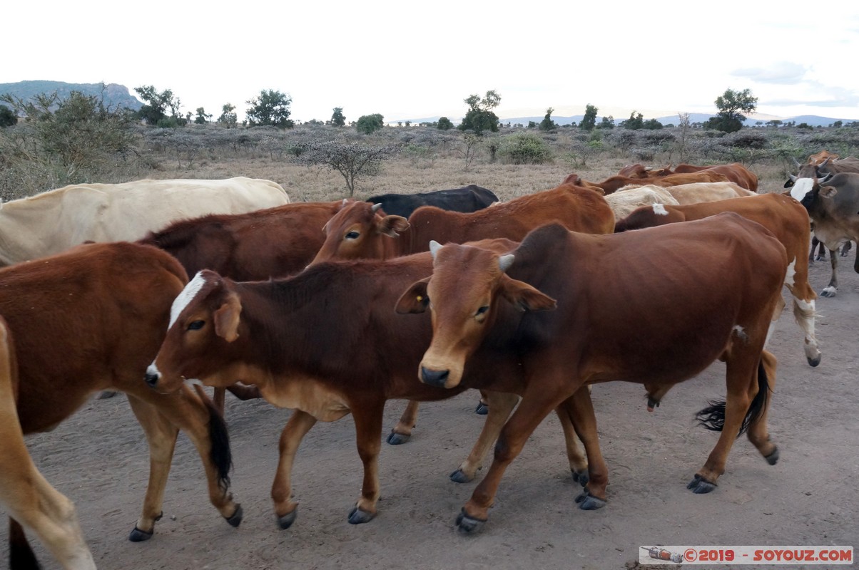 Swara Plains - Cows
Mots-clés: KEN Kenplains Kenya Machakos Swara Plains Wildlife Conservancy animals vaches
