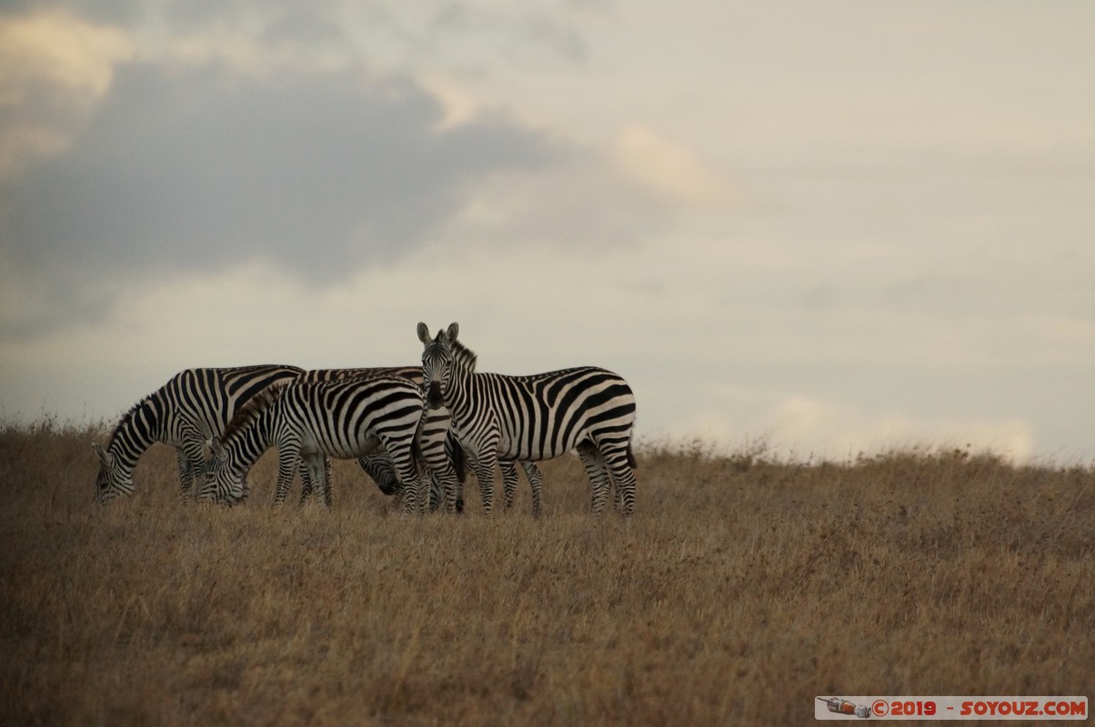 Swara Plains - Zebra
Mots-clés: KEN Kenplains Kenya Machakos Swara Plains Wildlife Conservancy animals zebre