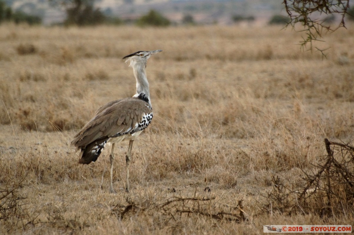 Swara Plains - Kori Bustard
Mots-clés: KEN Kenplains Kenya Machakos Swara Plains Wildlife Conservancy Kori Bustard oiseau animals