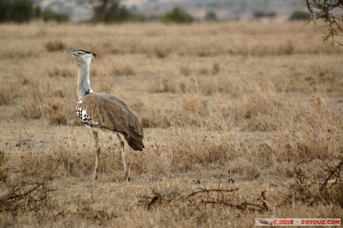 Swara Plains - Kori Bustard
Mots-clés: KEN Kenplains Kenya Machakos Swara Plains Wildlife Conservancy Kori Bustard oiseau animals