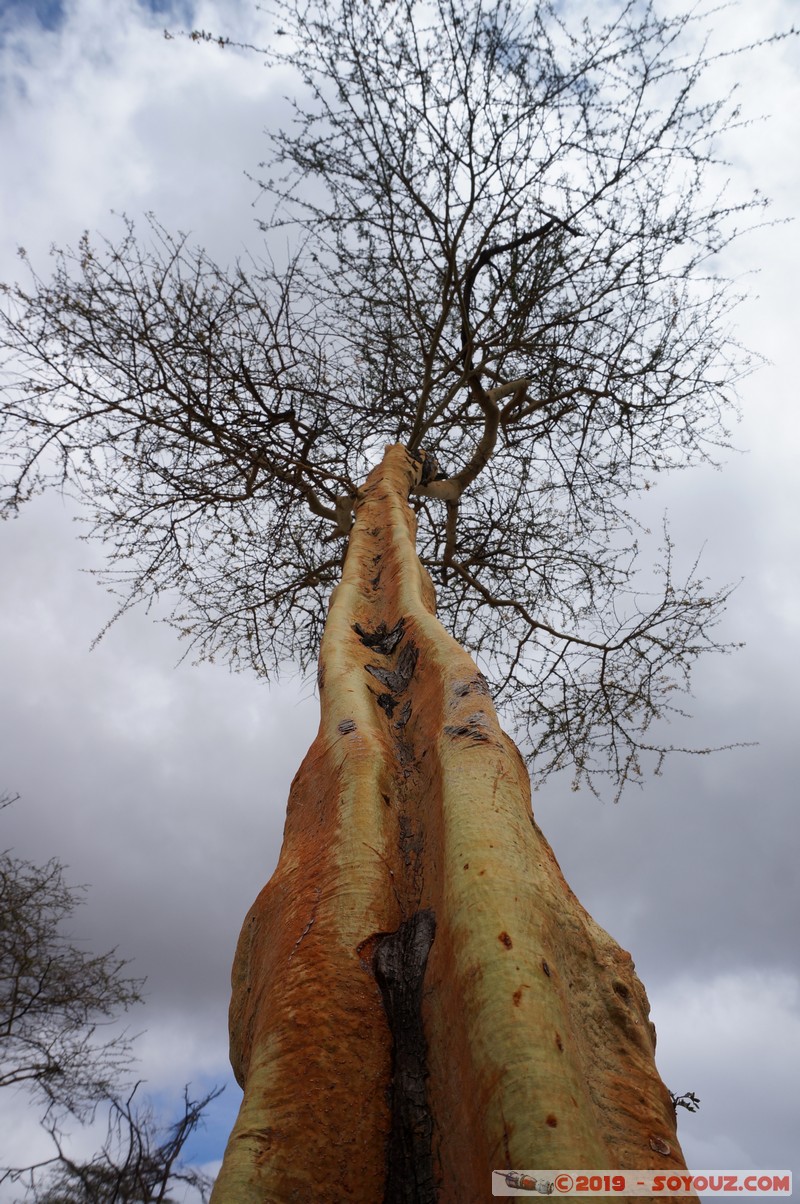 Swara Plains
Mots-clés: KEN Kenplains Kenya Machakos Swara Plains Wildlife Conservancy Arbres