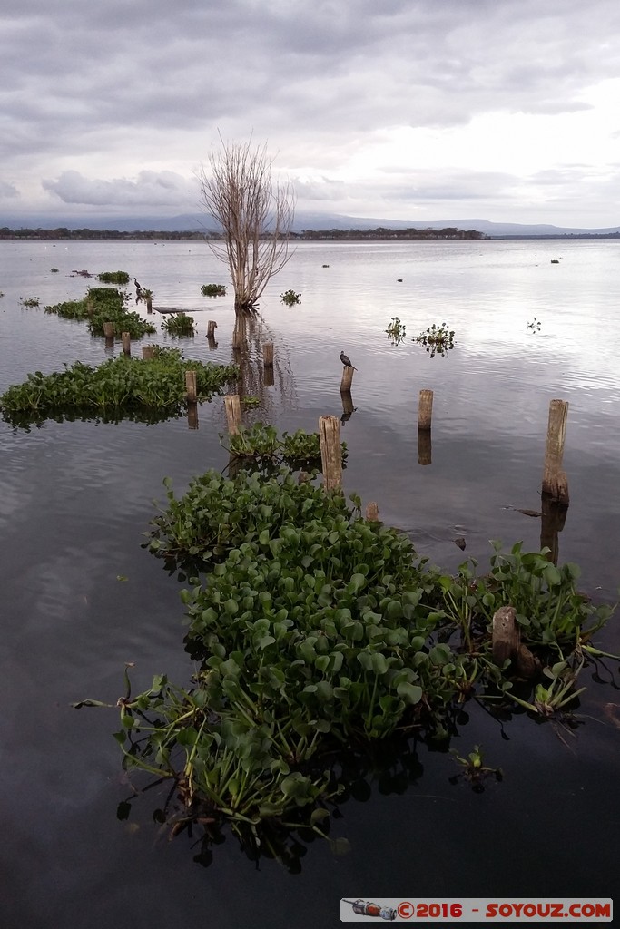 Lake Naivasha
Mots-clés: Lake Naivasha Lac