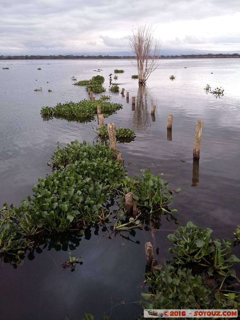 Lake Naivasha
Mots-clés: Lake Naivasha Lac