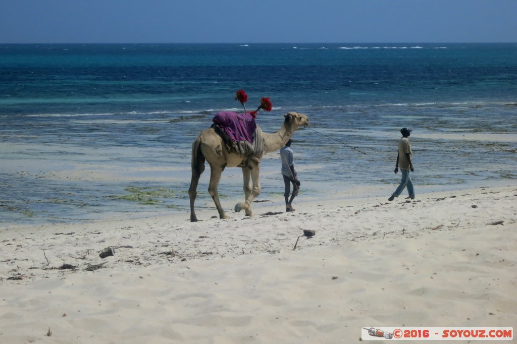 Tiwi Beach - Camel ride
Mots-clés: Diani Beach KEN Kenya Kwale Mer plage animals chameau