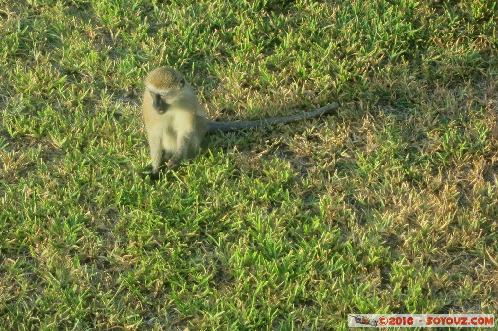 Tiwi Beach - Monkey
Mots-clés: Diani Beach KEN Kenya Kwale animals singes