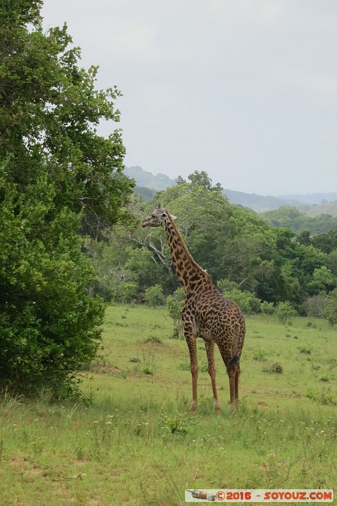 Shimba Hills National Reserve - Giraffe
Mots-clés: KEN Kenya Kwale Marere Shimba Hills National Reserve animals Giraffe