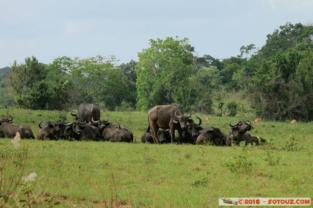 Shimba Hills National Reserve - Buffalo
Mots-clés: KEN Kenya Kwale Marere Shimba Hills National Reserve Buffle animals