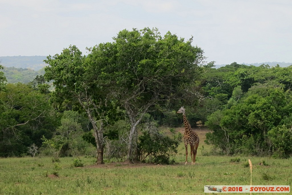 Shimba Hills National Reserve - Giraffe
Mots-clés: KEN Kenya Kwale Marere Shimba Hills National Reserve animals Giraffe