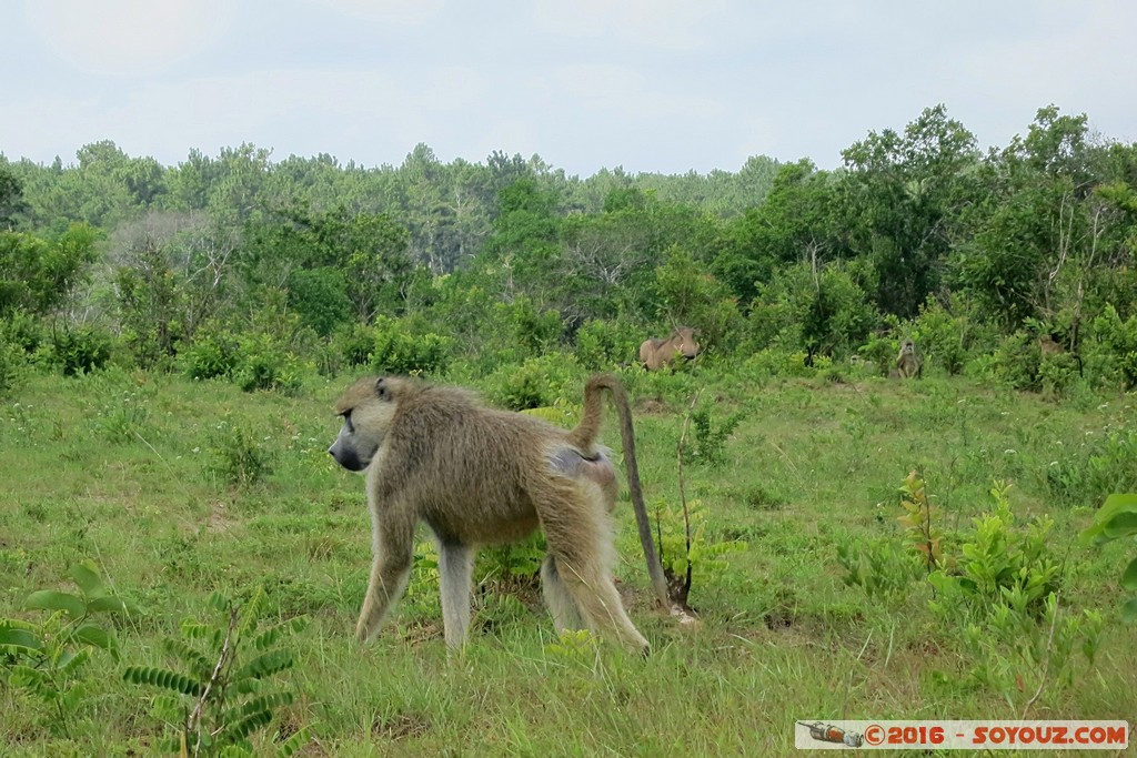 Shimba Hills National Reserve - Monkey
Mots-clés: KEN Kenya Kwale Marere Shimba Hills National Reserve animals singes