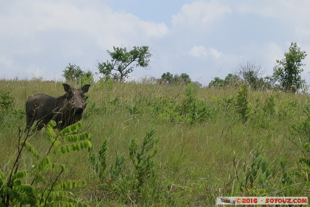 Shimba Hills National Reserve - Warthog
Mots-clés: KEN Kenya Kwale Marere Shimba Hills National Reserve animals Phacochere