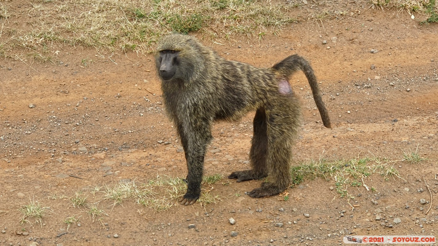 Masai Mara - Baboon
Mots-clés: animals Masai Mara Babouin