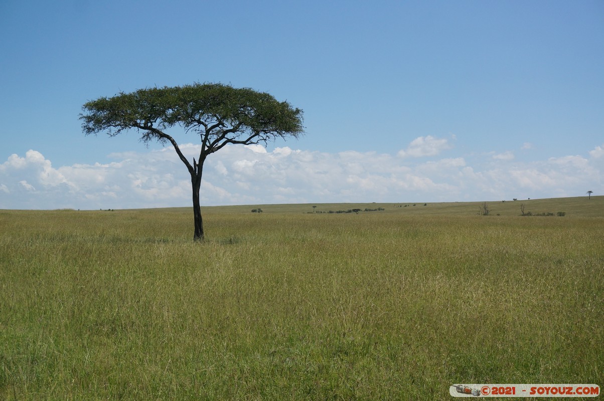 Masai Mara
Mots-clés: geo:lat=-1.56990227 geo:lon=35.11976380 geotagged Keekorok KEN Kenya Narok Masai Mara paysage