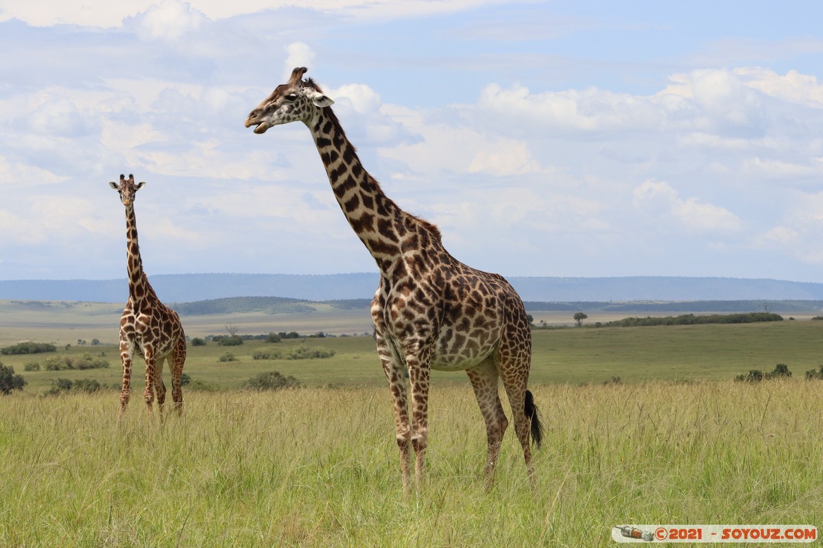 Masai Mara - Masai Giraffe
Mots-clés: geo:lat=-1.57383682 geo:lon=35.16125305 geotagged Keekorok KEN Kenya Narok animals Masai Mara Giraffe