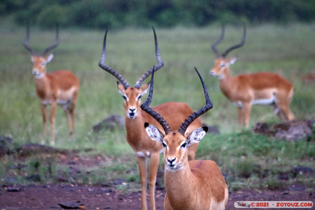 Masai Mara - Impala
Mots-clés: geo:lat=-1.40271923 geo:lon=35.01543745 geotagged KEN Kenya Narok Ol Kiombo animals Masai Mara Impala
