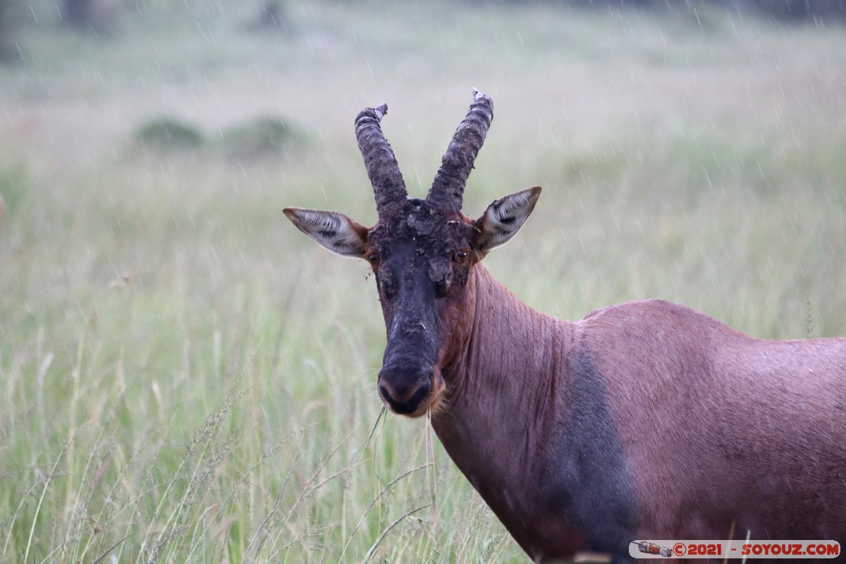 Masai Mara - Topi
Mots-clés: geo:lat=-1.40271923 geo:lon=35.01543745 geotagged KEN Kenya Narok Ol Kiombo animals Masai Mara Topi