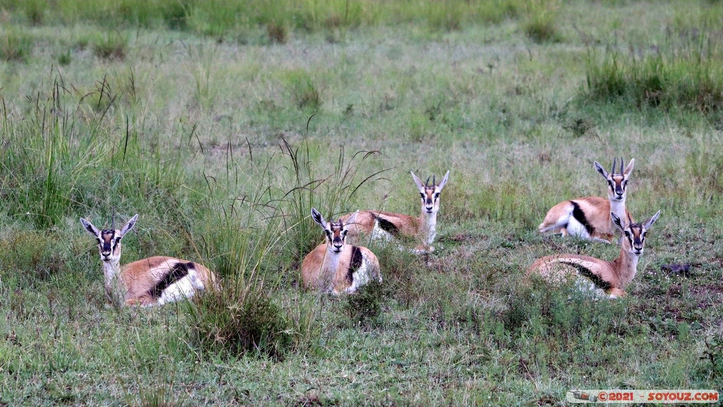 Masai Mara - Thompson's Gazelle
Mots-clés: geo:lat=-1.40271923 geo:lon=35.01543745 geotagged KEN Kenya Narok Ol Kiombo animals Masai Mara Thomson's gazelle