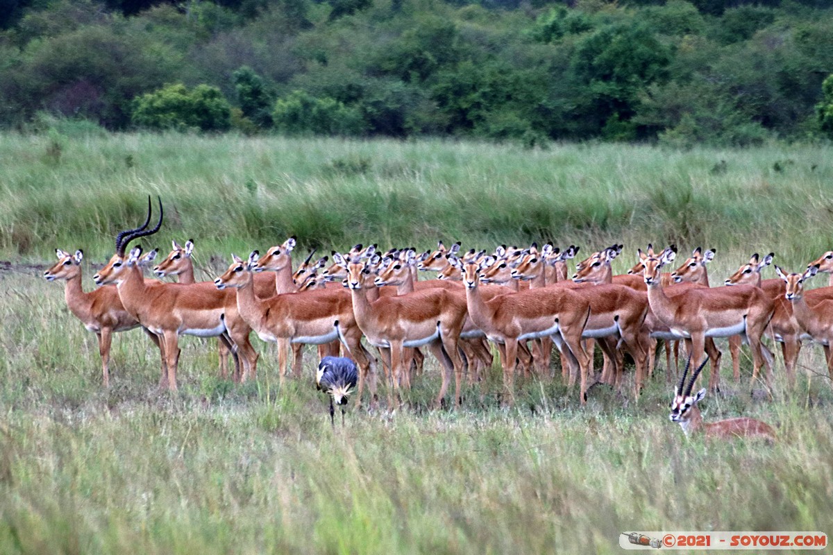 Masai Mara - Impala
Mots-clés: geo:lat=-1.40197390 geo:lon=35.01213464 geotagged KEN Kenya Narok Oloolaimutia animals Masai Mara Impala
