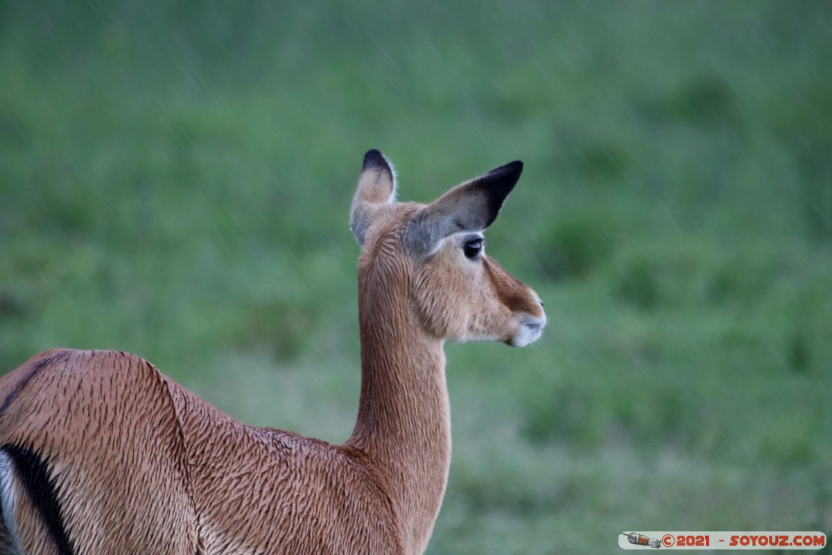 Masai Mara - Impala
Mots-clés: geo:lat=-1.39555823 geo:lon=35.00034398 geotagged KEN Kenya Narok Oloolaimutia animals Masai Mara Impala