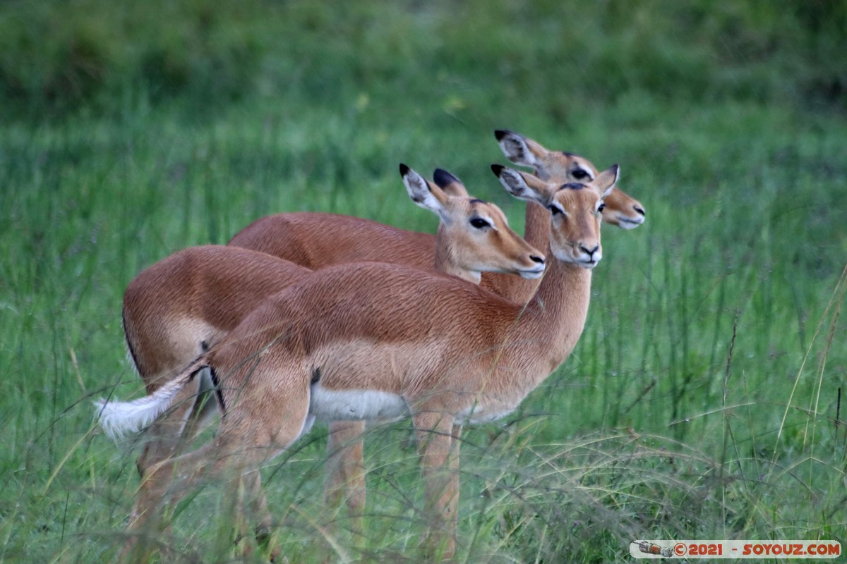 Masai Mara - Impala
Mots-clés: geo:lat=-1.39560114 geo:lon=35.00034398 geotagged KEN Kenya Narok Oloolaimutia animals Masai Mara Impala