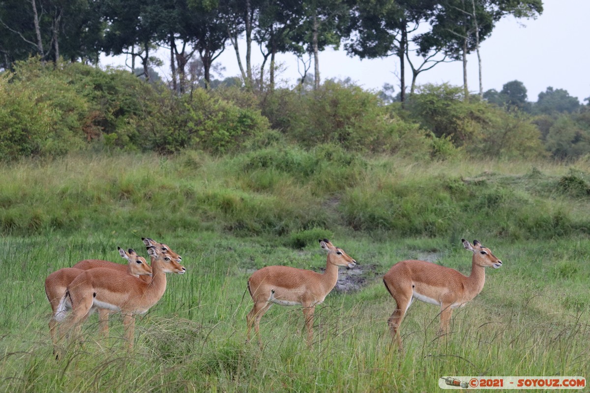 Masai Mara - Impala
Mots-clés: geo:lat=-1.39555823 geo:lon=35.00032253 geotagged KEN Kenya Narok Oloolaimutia animals Masai Mara Impala