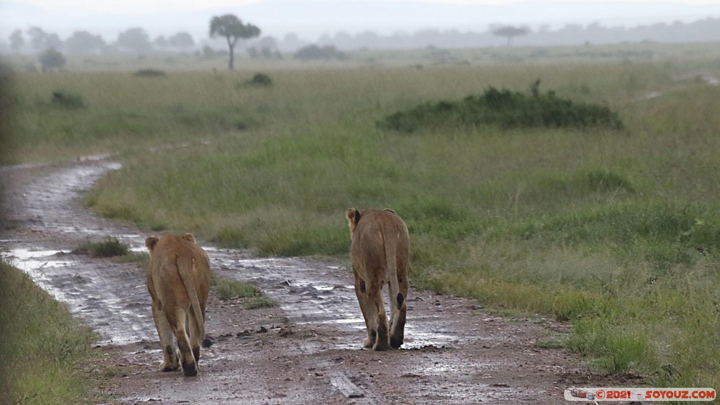 Masai Mara - Lion (Simba)
Mots-clés: geo:lat=-1.38113651 geo:lon=34.99792959 geotagged KEN Kenya Narok Oloolaimutia animals Masai Mara Lion