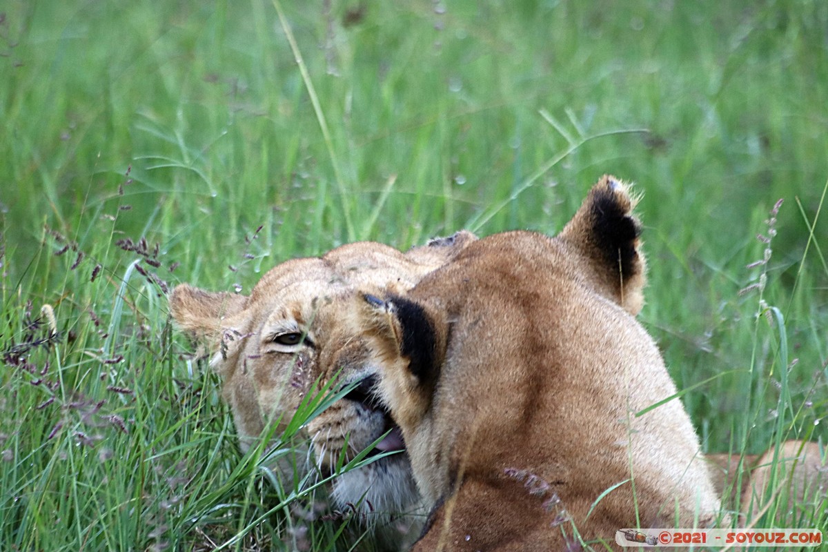 Masai Mara - Lion (Simba)
Mots-clés: geo:lat=-1.38113651 geo:lon=34.99792959 geotagged KEN Kenya Narok Oloolaimutia animals Masai Mara Lion