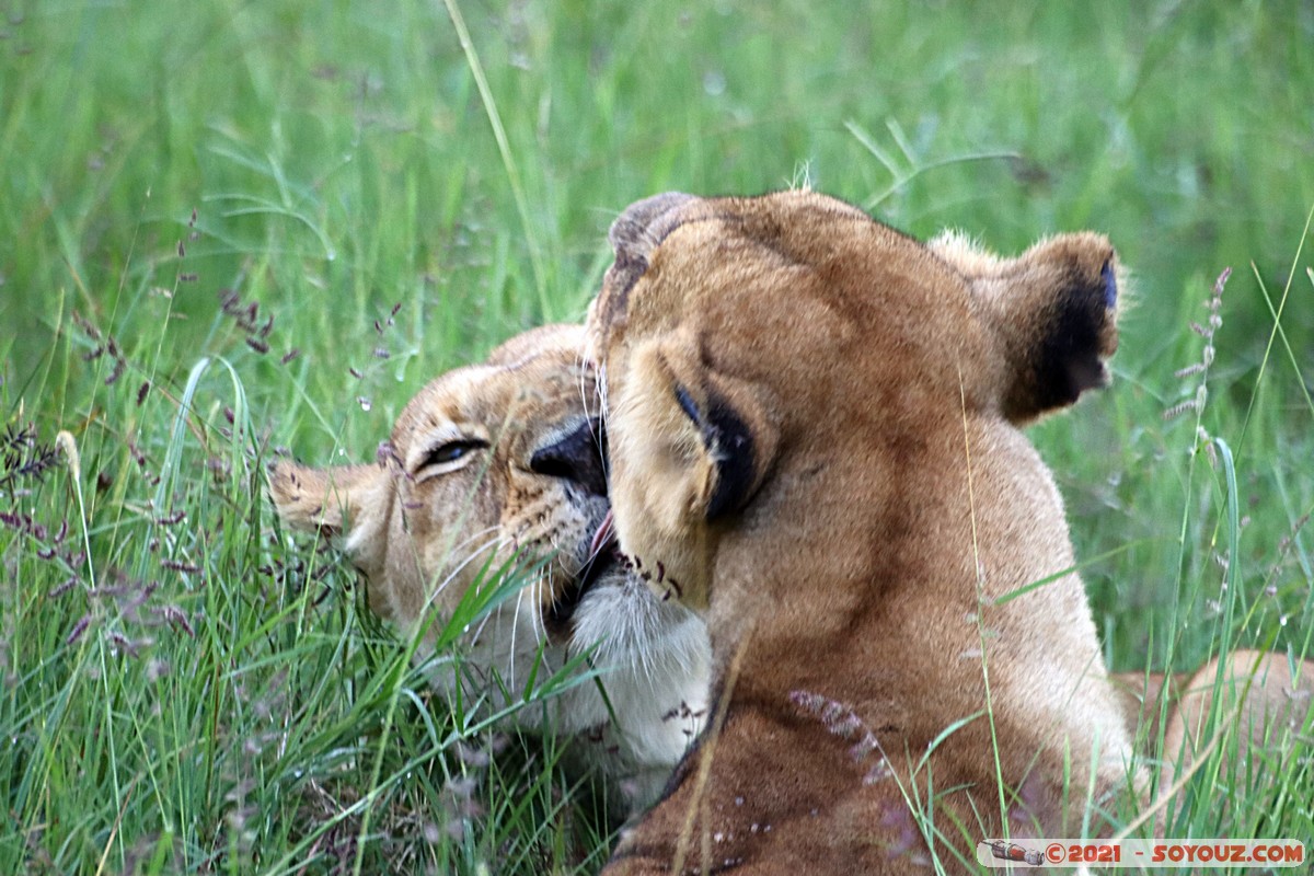 Masai Mara - Lion (Simba)
Mots-clés: geo:lat=-1.38113651 geo:lon=34.99792959 geotagged KEN Kenya Narok Oloolaimutia animals Masai Mara Lion