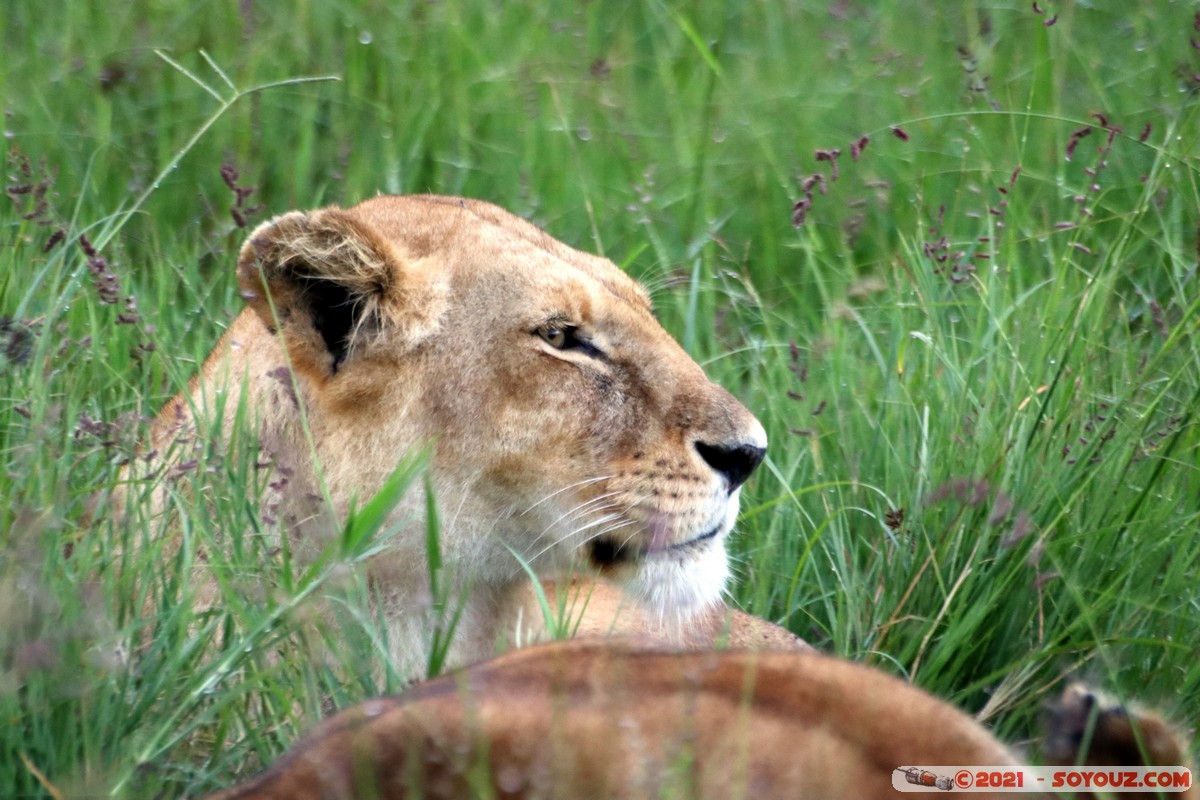 Masai Mara - Lion (Simba)
Mots-clés: geo:lat=-1.38113651 geo:lon=34.99792959 geotagged KEN Kenya Narok Oloolaimutia animals Masai Mara Lion