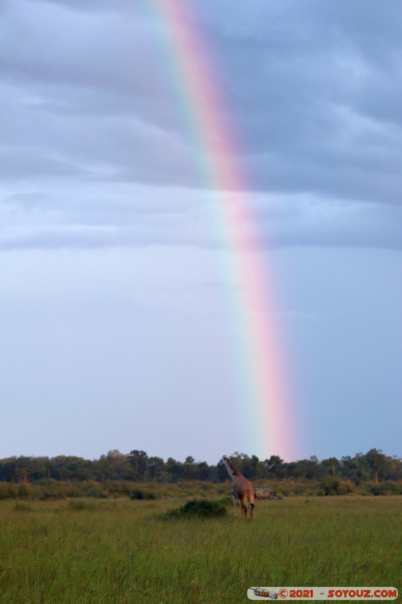 Masai Mara - Rainbow and Giraffes
Mots-clés: geo:lat=-1.39391628 geo:lon=34.98562988 geotagged KEN Kenya Narok Oloolaimutia animals Masai Mara Arc-en-Ciel Giraffe