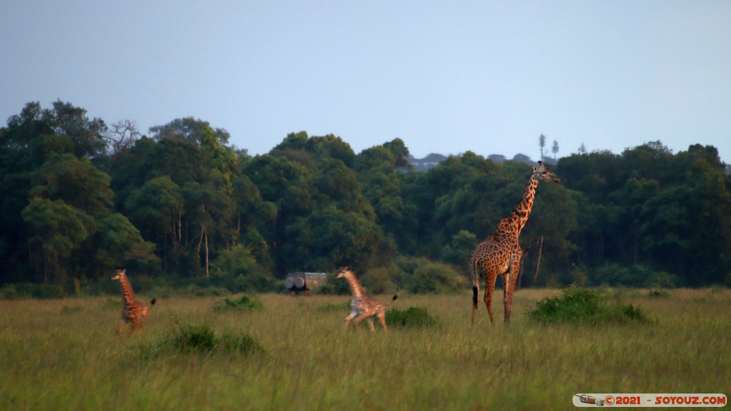 Masai Mara - Giraffes
Mots-clés: geo:lat=-1.39391628 geo:lon=34.98562988 geotagged KEN Kenya Narok Oloolaimutia animals Masai Mara Giraffe