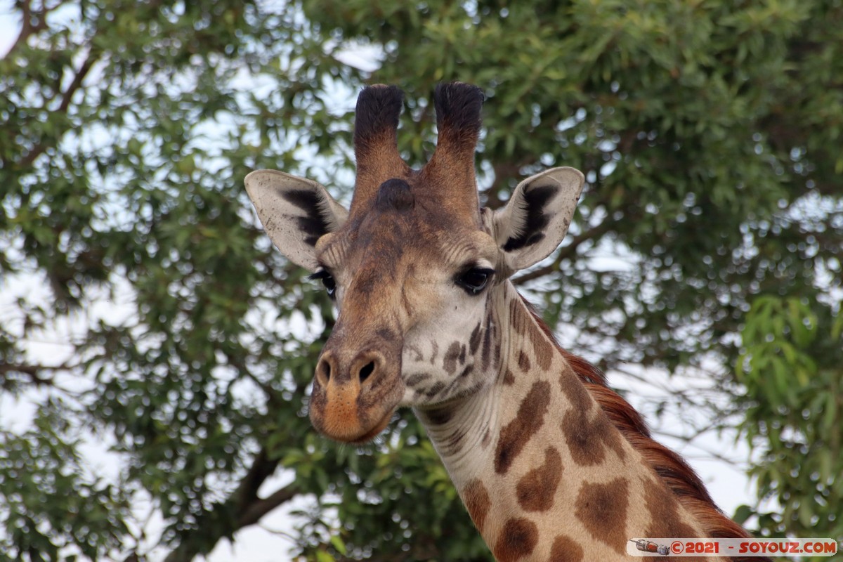 Masai Mara - Masai Giraffe
Mots-clés: geo:lat=-1.38061082 geo:lon=35.00880626 geotagged KEN Kenya Narok Oloolaimutia animals Masai Mara Giraffe