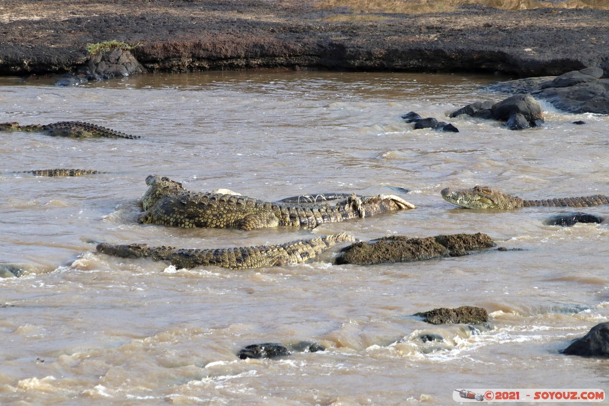Masai Mara - Crocodile
Mots-clés: geo:lat=-1.38061082 geo:lon=35.00880626 geotagged KEN Kenya Narok Oloolaimutia animals Masai Mara crocodile