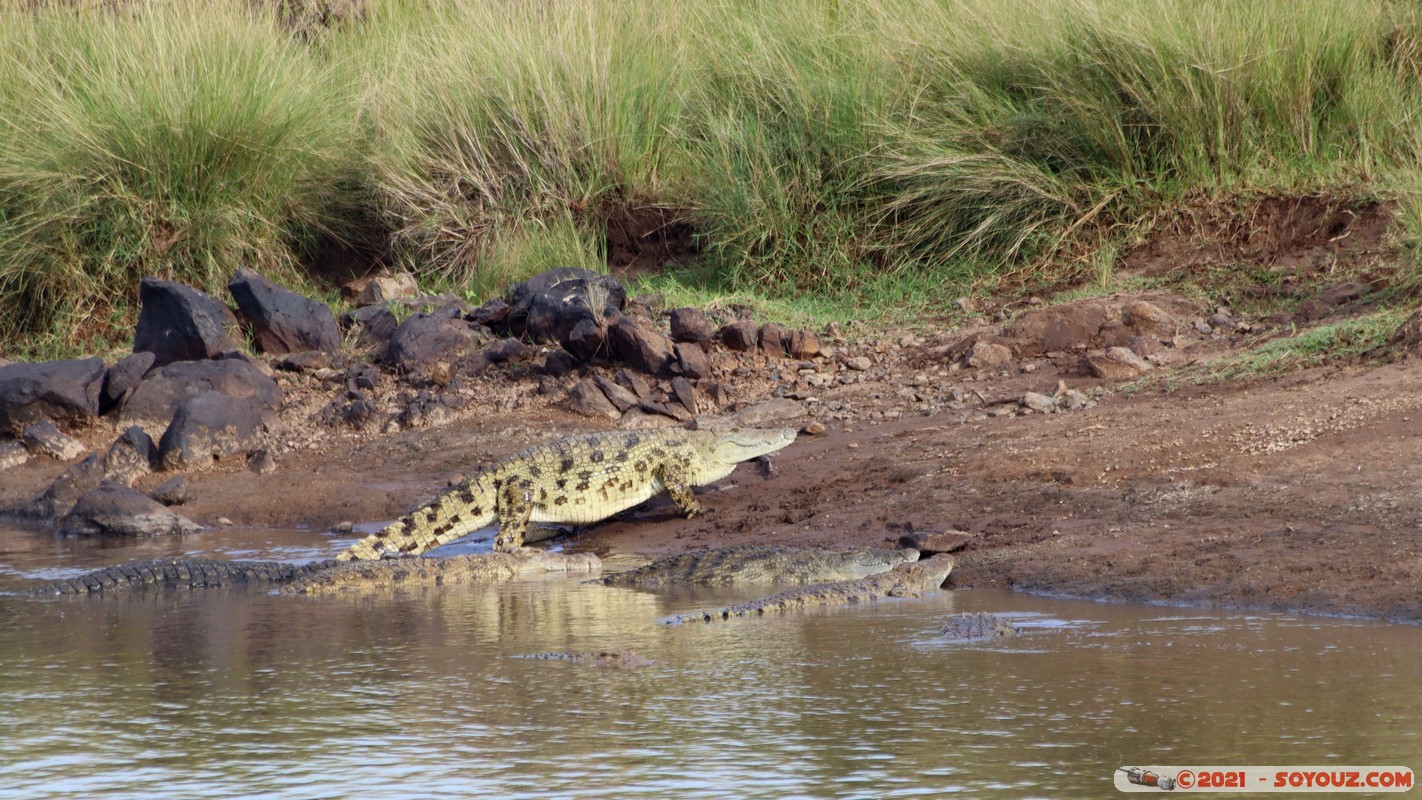 Masai Mara - Crocodile
Mots-clés: geo:lat=-1.38062312 geo:lon=35.00871743 geotagged KEN Kenya Narok Oloolaimutia animals Masai Mara crocodile