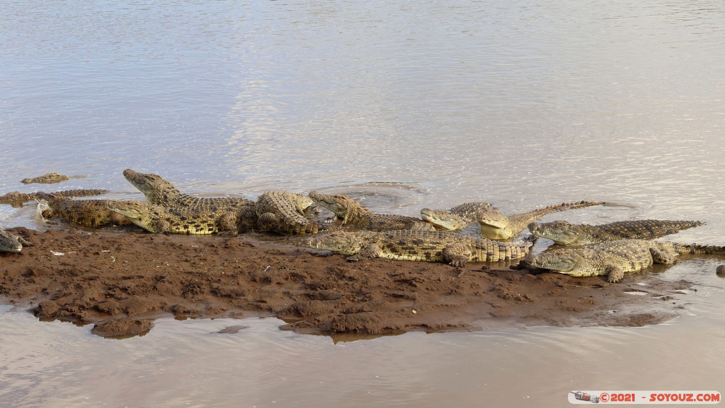 Masai Mara - Crocodile
Mots-clés: geo:lat=-1.38046564 geo:lon=35.00810503 geotagged KEN Kenya Narok Oloolaimutia animals Masai Mara crocodile