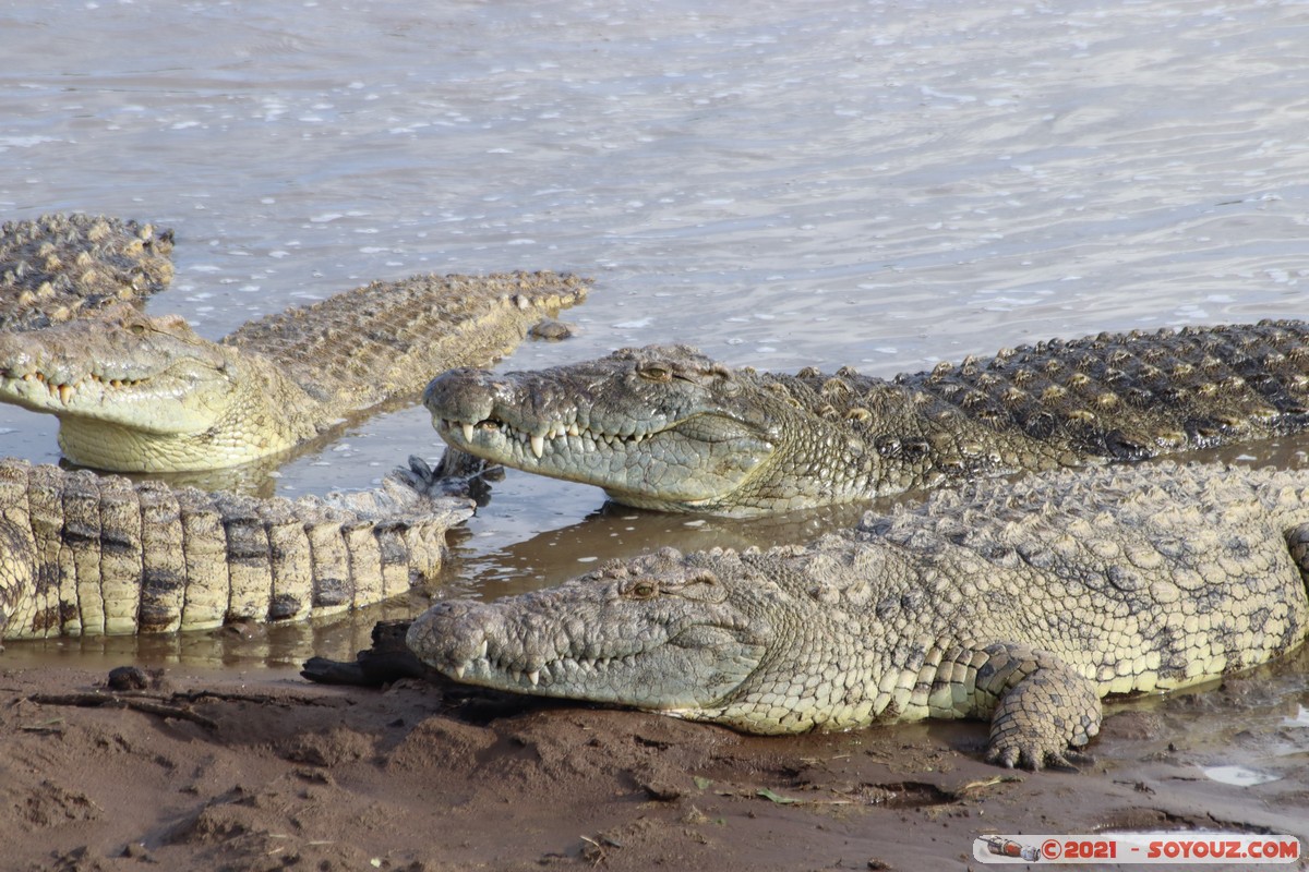 Masai Mara - Crocodile
Mots-clés: geo:lat=-1.38045257 geo:lon=35.00808475 geotagged KEN Kenya Narok Oloolaimutia animals Masai Mara crocodile