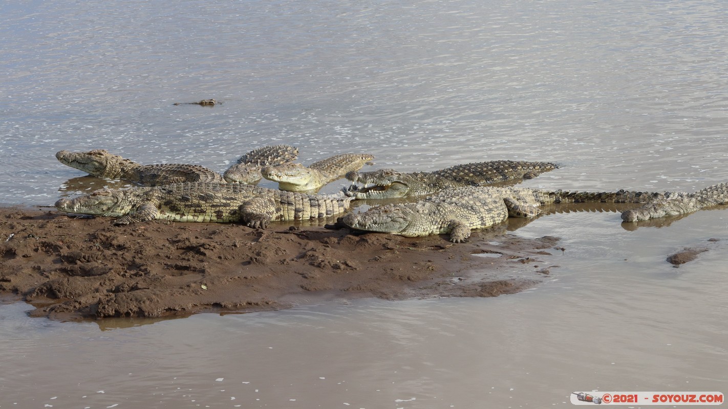 Masai Mara - Crocodile
Mots-clés: geo:lat=-1.38044730 geo:lon=35.00807946 geotagged KEN Kenya Narok Oloolaimutia animals Masai Mara crocodile