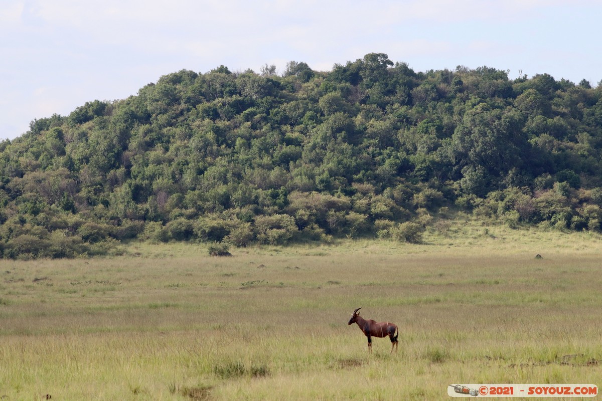Masai Mara - Topi
Mots-clés: geo:lat=-1.38189029 geo:lon=35.00352642 geotagged KEN Kenya Narok Oloolaimutia animals Masai Mara Topi