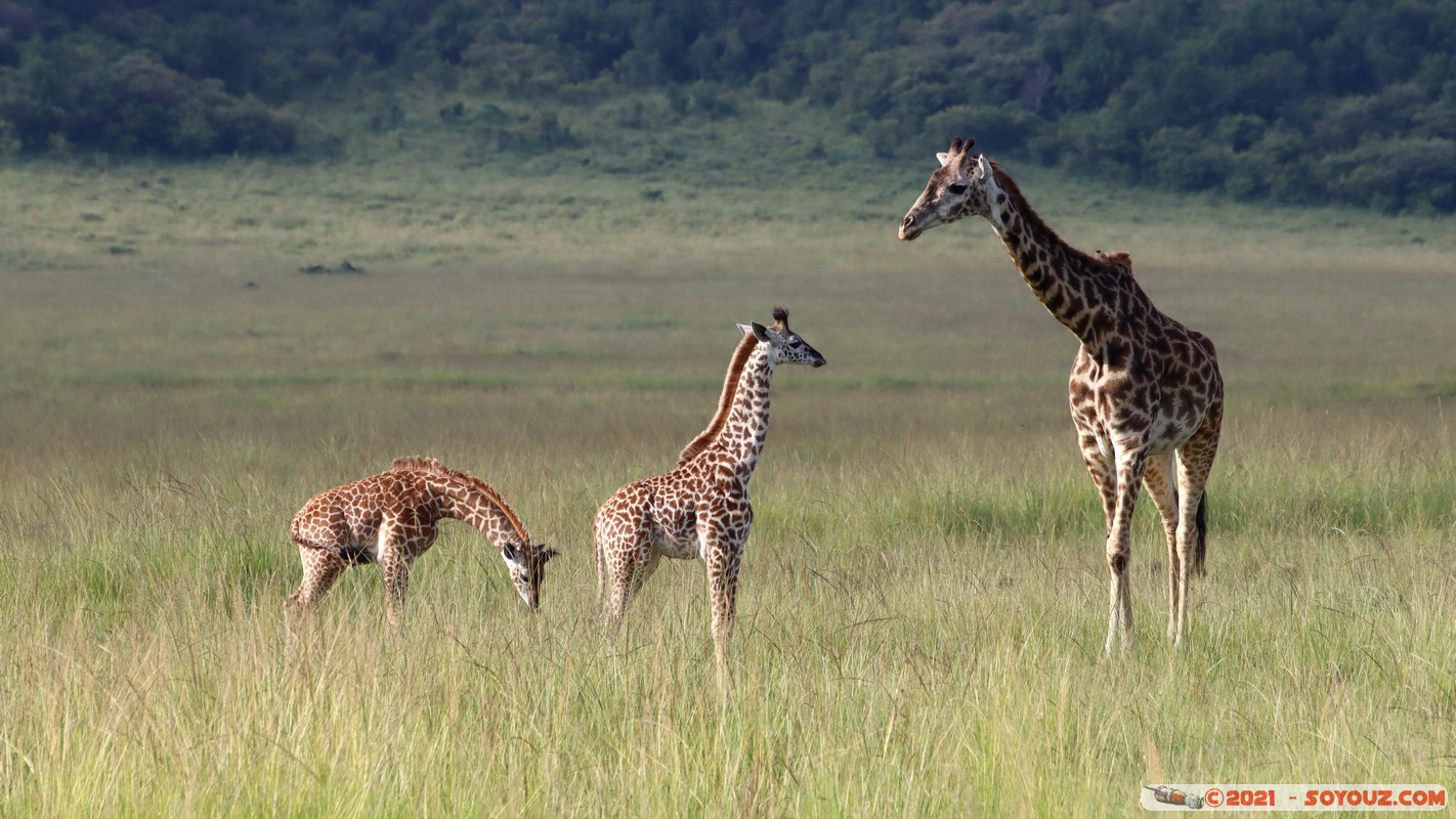 Masai Mara - Masai Giraffe
Mots-clés: geo:lat=-1.38174524 geo:lon=35.00302679 geotagged KEN Kenya Narok Oloolaimutia animals Masai Mara Giraffe