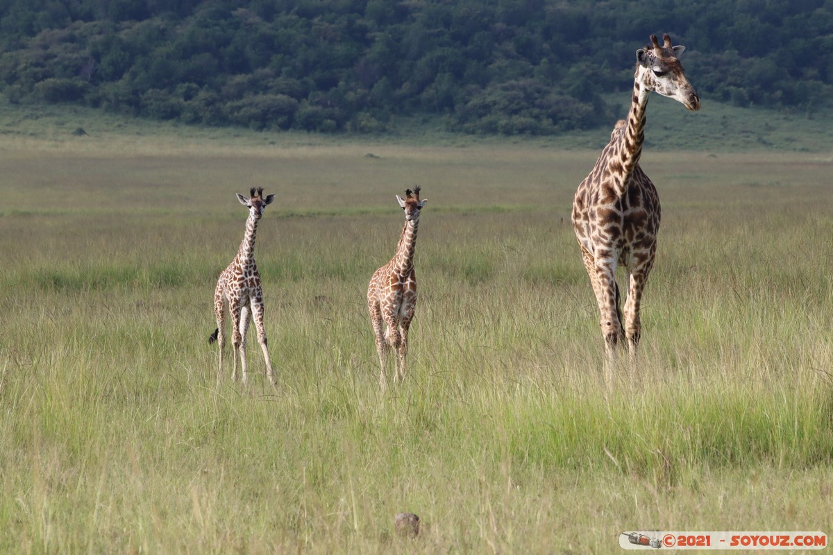 Masai Mara - Masai Giraffe
Mots-clés: geo:lat=-1.38174292 geo:lon=35.00301635 geotagged KEN Kenya Narok Oloolaimutia animals Masai Mara Giraffe