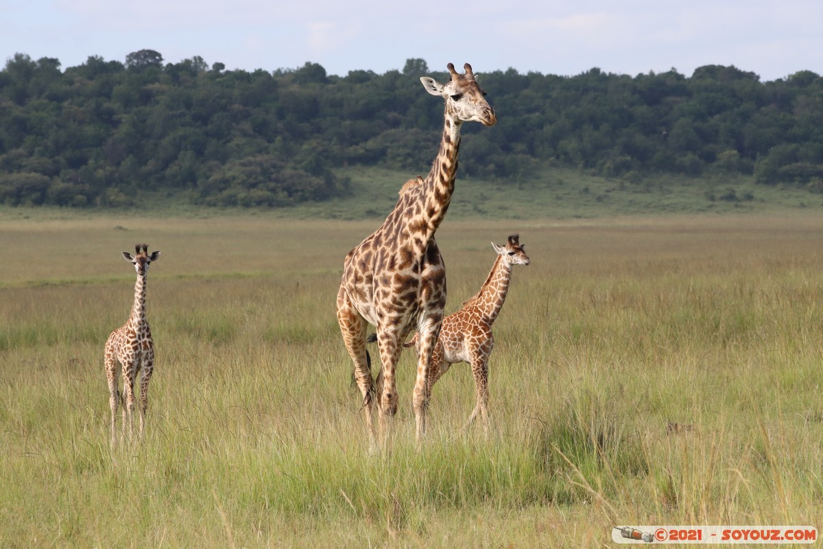 Masai Mara - Masai Giraffe
Mots-clés: geo:lat=-1.38174243 geo:lon=35.00301414 geotagged KEN Kenya Narok Oloolaimutia animals Masai Mara Giraffe