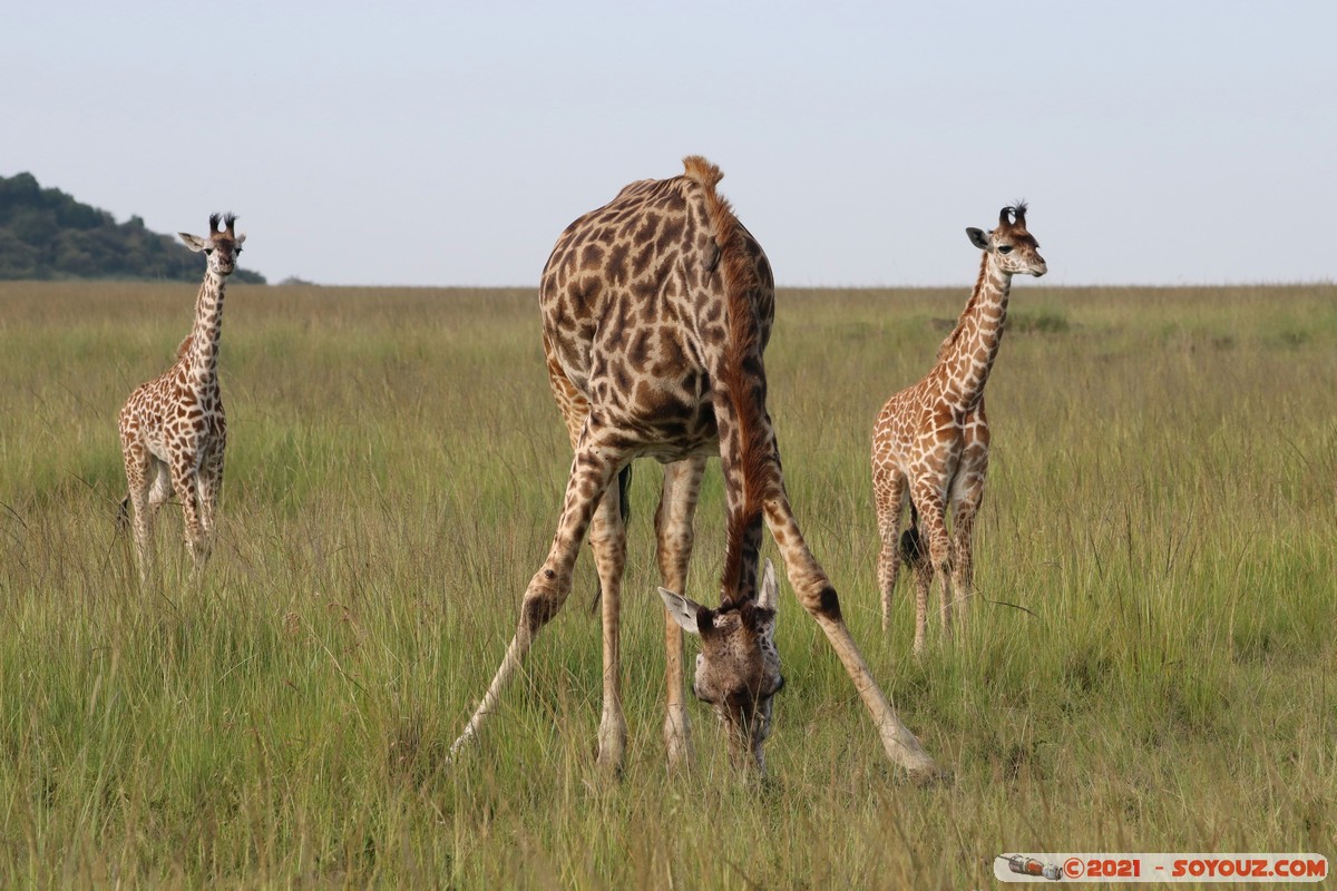 Masai Mara - Masai Giraffe
Mots-clés: geo:lat=-1.38173864 geo:lon=35.00299706 geotagged KEN Kenya Narok Oloolaimutia animals Masai Mara Giraffe