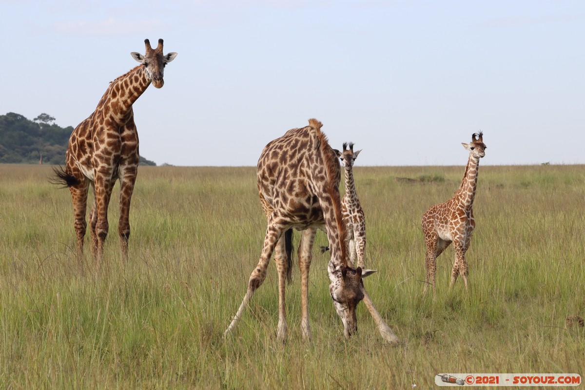 Masai Mara - Masai Giraffe
Mots-clés: geo:lat=-1.38173780 geo:lon=35.00299327 geotagged KEN Kenya Narok Oloolaimutia animals Masai Mara Giraffe
