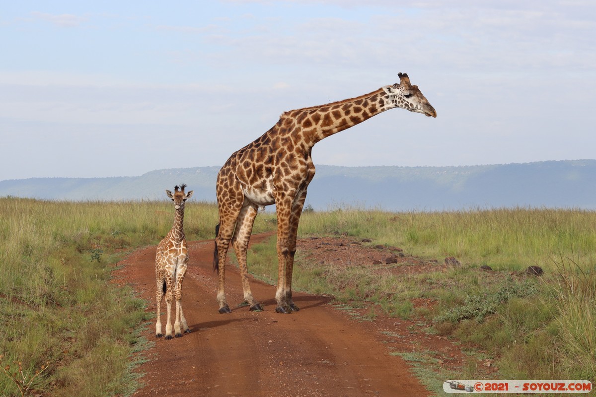 Masai Mara - Masai Giraffe
Mots-clés: geo:lat=-1.38172748 geo:lon=35.00294678 geotagged KEN Kenya Narok Oloolaimutia animals Masai Mara Giraffe